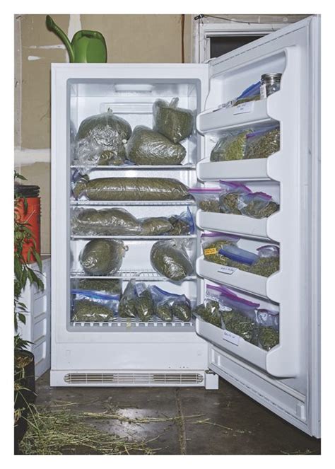 storage of marijuana in fridge